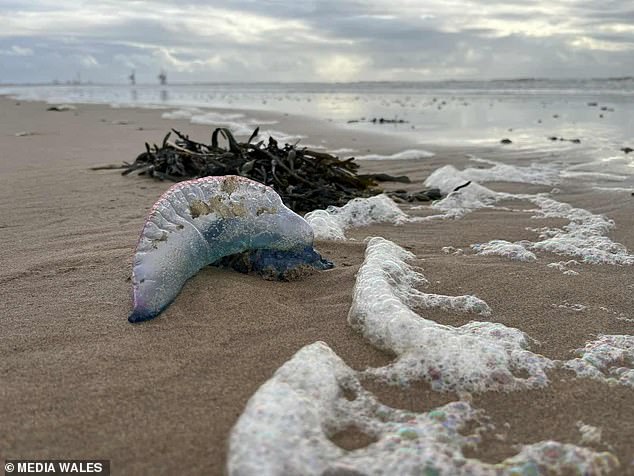 The Port Talbot Coastguard released the alert after reported sightings of Portuguese Man O' Wars on Aberavon Beach, urging the public to stay cautious and avoid touching the creatures