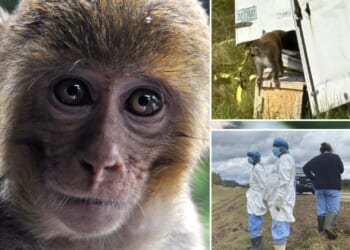 ‘Aggressive herpes-infected monkey’ that escaped truck is shot & killed by mum worried about kids