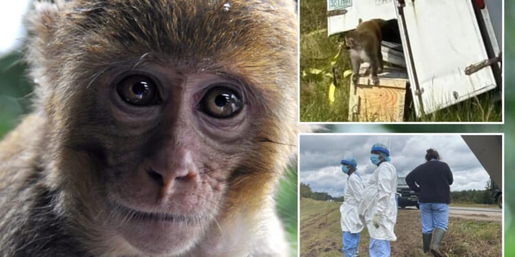 ‘Aggressive herpes-infected monkey’ that escaped truck is shot & killed by mum worried about kids