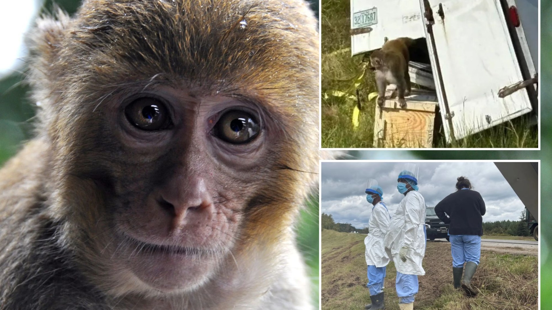 ‘Aggressive herpes-infected monkey’ that escaped truck is shot & killed by mum worried about kids