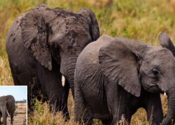 Logger, 43, trampled to death by wild elephants was injured in first attack then killed by returning herd