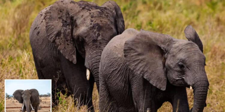 Logger, 43, trampled to death by wild elephants was injured in first attack then killed by returning herd