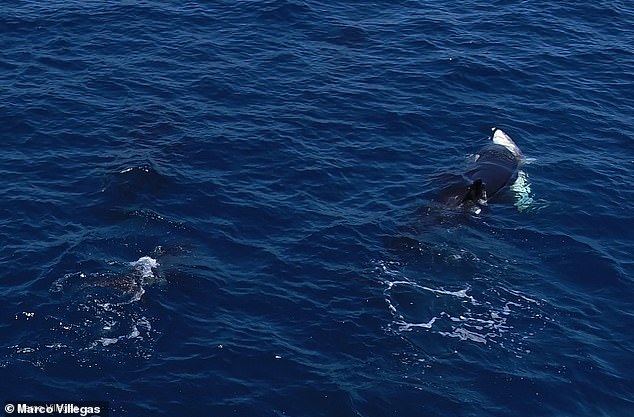 The behaviour is described as 'a testament to orcas¿ advanced intelligence, strategic thinking, and sophisticated social learning'. Pictured, an orca strikes a shark in the belly