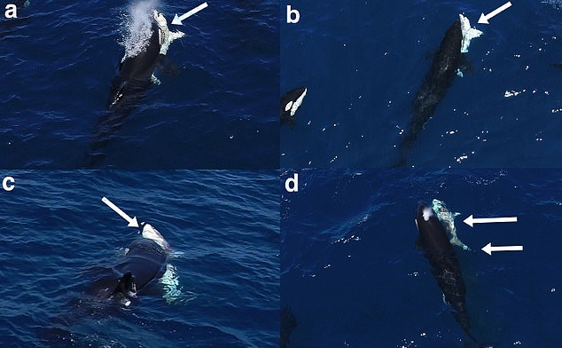 Sequence of the killer whales attacking a juvenile white shark, August 3, 2022. Identifying features of the species are visible (denoted by white arrows) including large gillslits (a), large pectoral fins (b) and shape of curvature of the upper and lower jaws (c). A partially exposed liver is seen on the left ventral side of the shark (d)