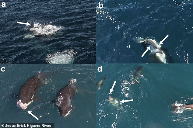 Sequence of the killer whales attacking juvenile white sharks on August 15, 2020. Identifying features of the species are visible (denoted by white arrows) in (a) and (b) including the crescent-shaped tail (a). The two-lobed liver is being held by the orca in (c) and the moderately stout, torpedo-shaped body and partially exposed liver is visible in (d)