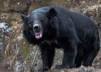 Military deployed to battle bloodthirsty BEARS after spate of deadly maulings
