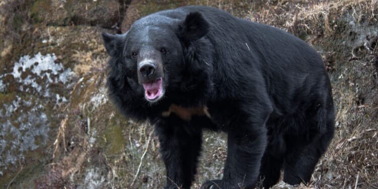Military deployed to battle bloodthirsty BEARS after spate of deadly maulings
