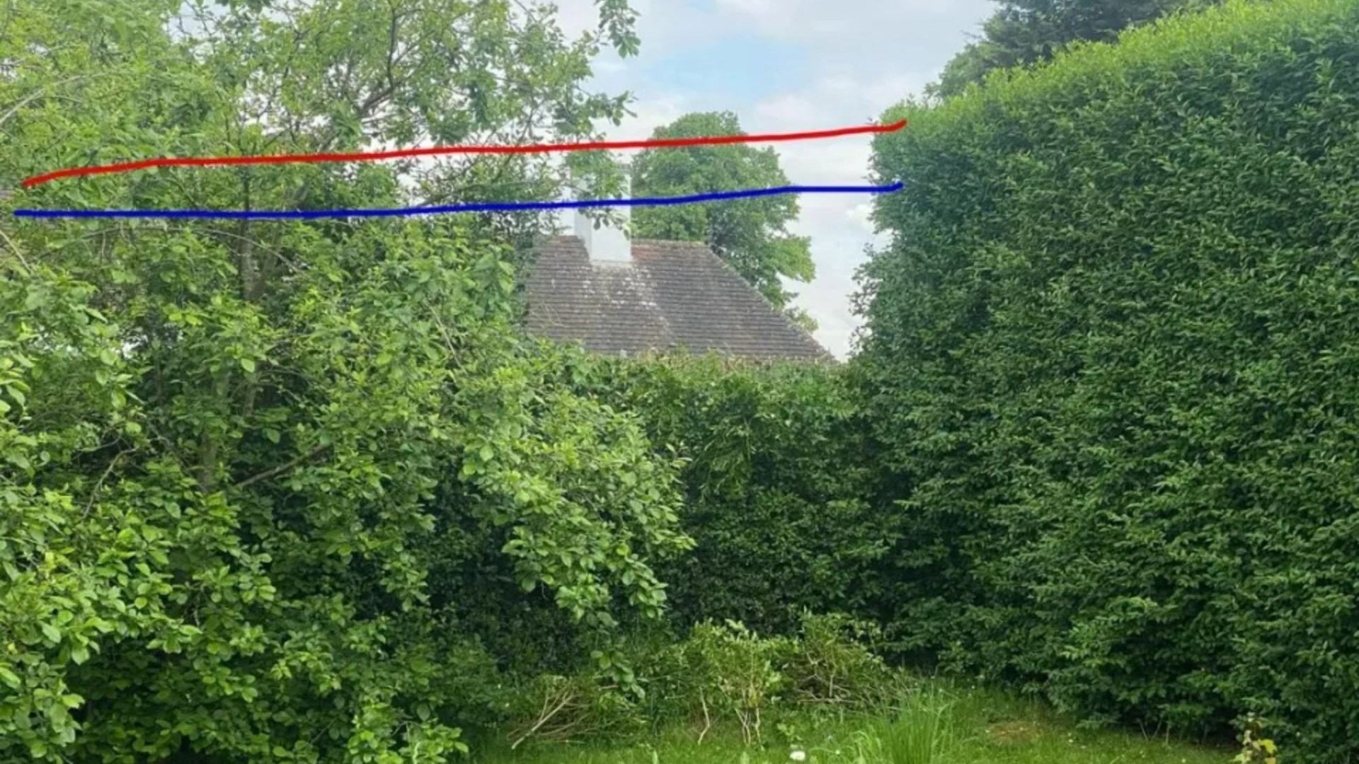 My neighbours cut a huge chunk out of our hedge to ‘neaten their side’