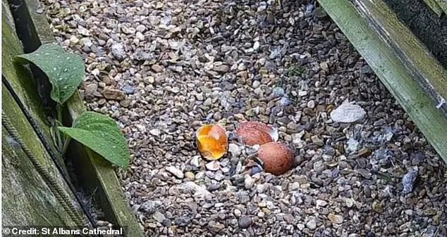Keen bird followers were left horrified in April after a livestream at Albans Cathedral in Hertfordshire caught the moment someone crushed three peregrine falcon eggs