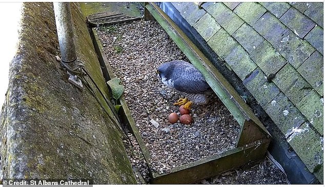 Viewers were quick to voice their disgust on social media, with one saying she 'felt physically sick'