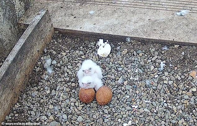 All three Peregrine falcon chicks died in May - resulting in the livestream being canned - and their bodies sent away to a lab for an analysis into their cause of death