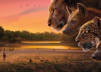 Secrets of Sir David Attenborough's savage series Kingdom including never-before-seen TV moments & several close calls