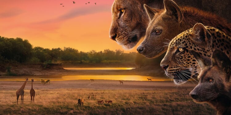 Secrets of Sir David Attenborough's savage series Kingdom including never-before-seen TV moments & several close calls