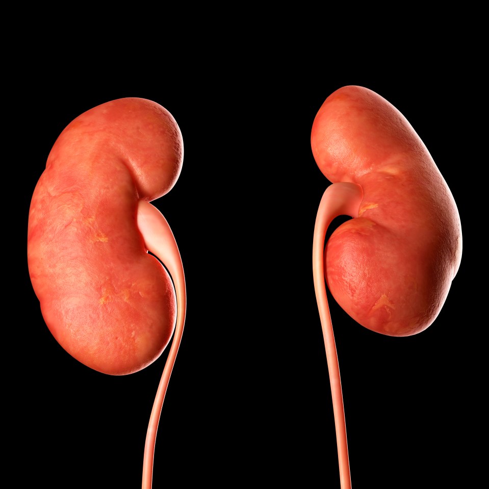 Human kidneys, illustration