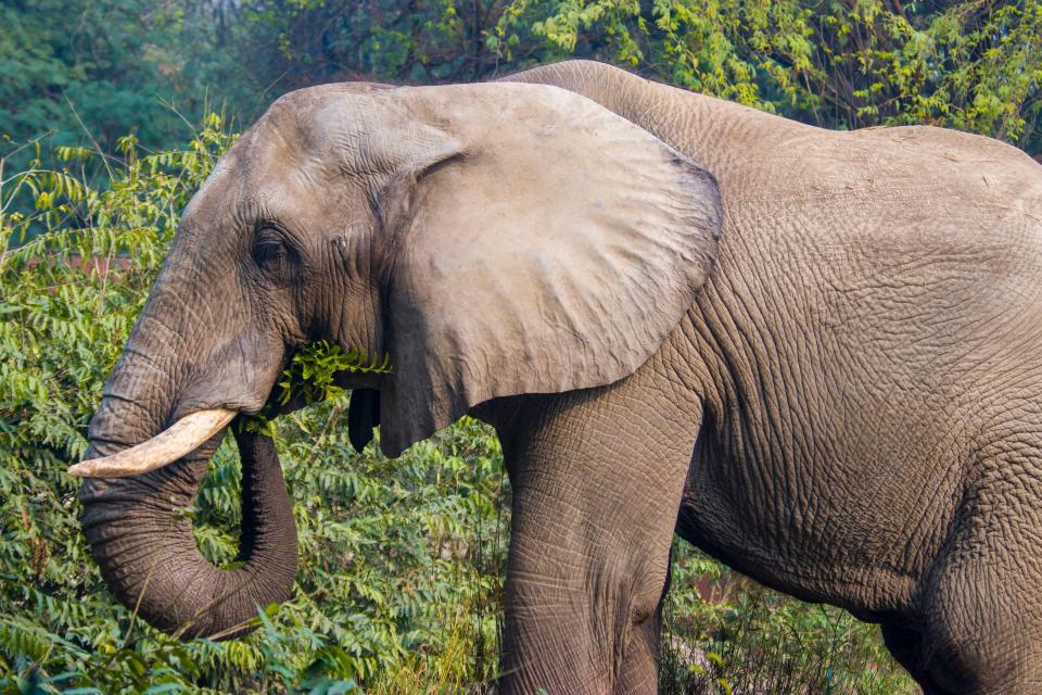 The lone African elephant Shankar eats plant in bush in new delhi zoo. this elephant is gift from Zimbabwe to India government.