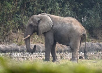 World’s loneliest elephant died of rare disease after decade of isolation in zoo following death of only friend
