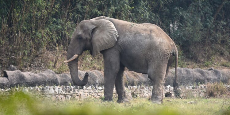 World’s loneliest elephant died of rare disease after decade of isolation in zoo following death of only friend