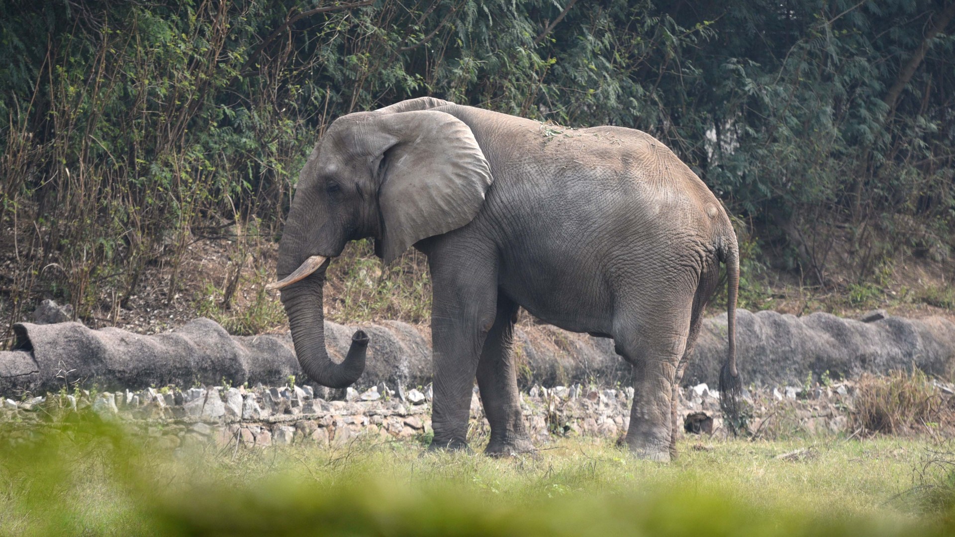 World’s loneliest elephant died of rare disease after decade of isolation in zoo following death of only friend