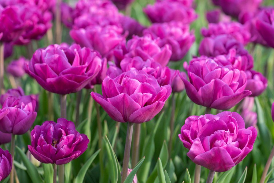 A field of pink 'Lilac Perfection' tulips during a plant trial.