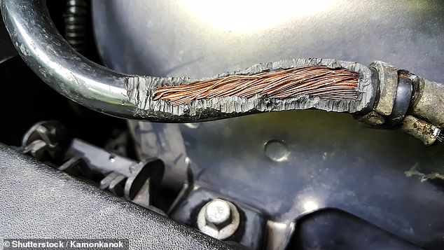 A telltale sign of rodent activity in your car's engine bay is the wiring, which rats will quickly gnaw through