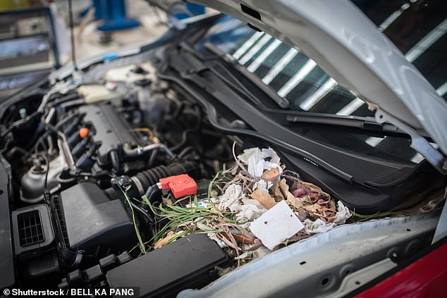 Aviva says drivers should make regular checks for rodent nets within engine compartments. Given the flammable materials typically making up a rat nest and proximity to a hot engine and fluids, there is a major risk of fire