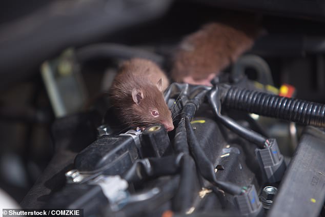 This increase in volume and cost of claims related to rat damage will be having an impact on average premiums, if not one that triggers a huge increase in pricing