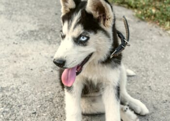 From dog with bad breath to wandering mog