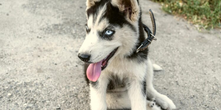 From dog with bad breath to wandering mog