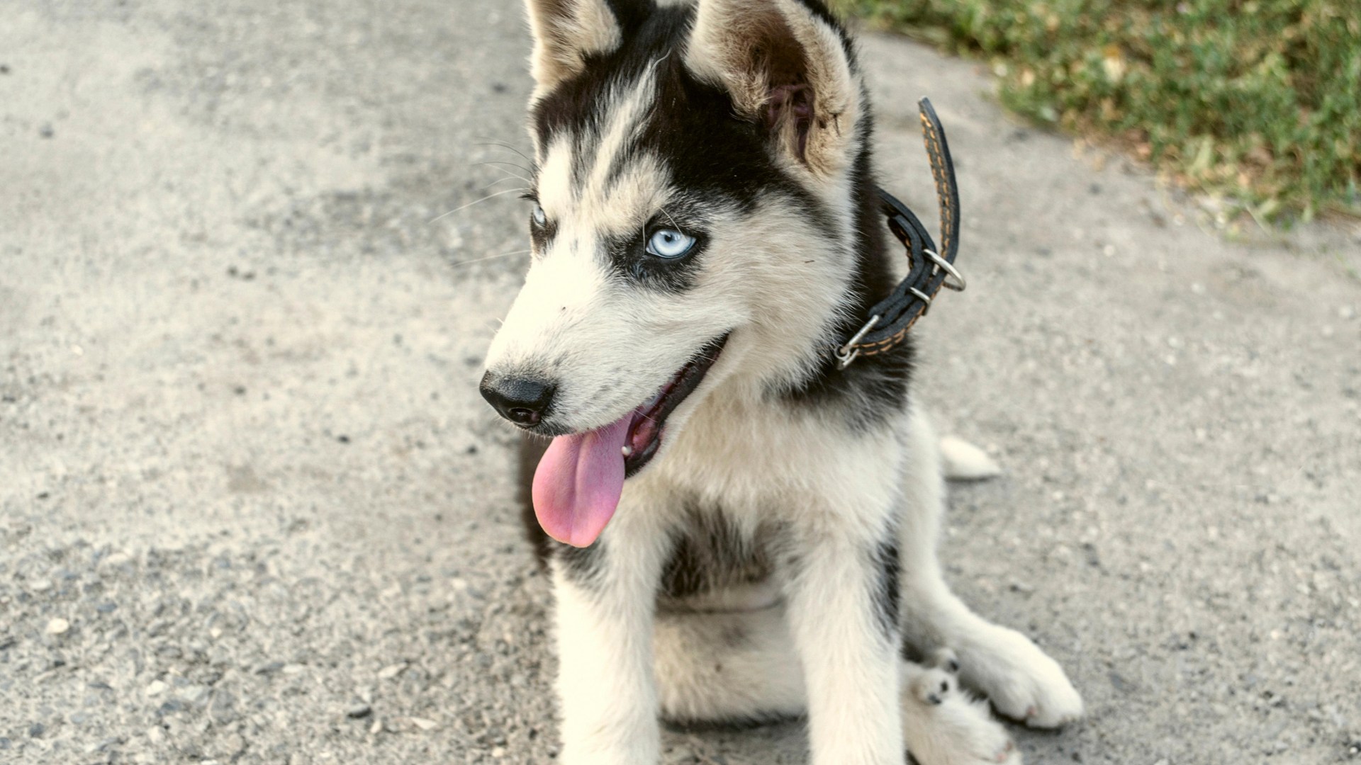 From dog with bad breath to wandering mog