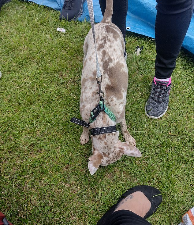 The adopted dog is seen on the day Jade Just met Ms Slaney-Summers at a car boot sale