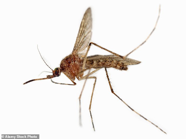 Mosquitoes carry the Usutu virus, which attacks mammals and birds. But while species such as sparrows and magpies tend to recover from a bout of the virus, it’s fatal to blackbirds