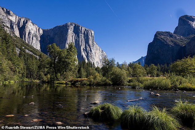 In the California park, BASE jumping - leaping from fixed objects with a parachute - is illegal, but since the government closed its doors, the number of daredevils leaping from Yosemite's El Capitan summit has dramatically increased (pictured)
