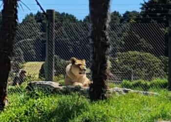 Zoo threatens to kill 5 lions more after ALREADY putting 2 down unless the park is saved & the deadline has passed