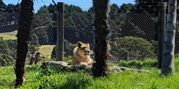 Zoo threatens to kill 5 lions more after ALREADY putting 2 down unless the park is saved & the deadline has passed