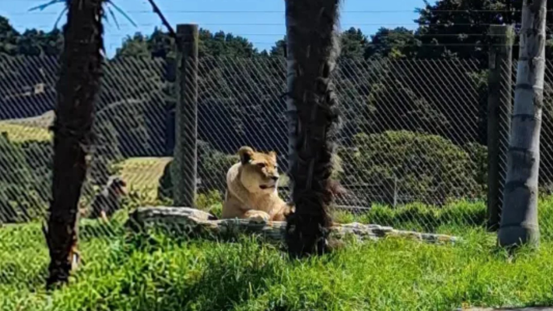 Zoo threatens to kill 5 lions more after ALREADY putting 2 down unless the park is saved & the deadline has passed
