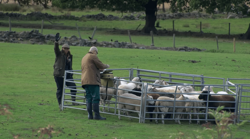 Two people and a group of sheep in a fenced enclosure in a grassy field.