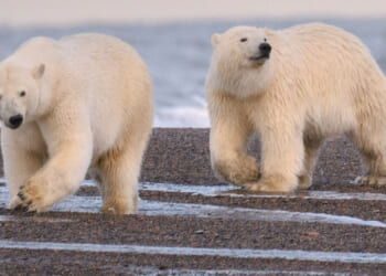Radar technician mauled to death by 2 polar bears who ambushed him while trying to take their photo