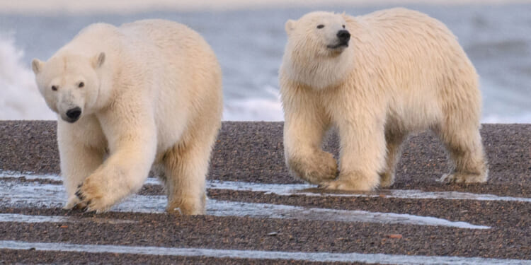 Radar technician mauled to death by 2 polar bears who ambushed him while trying to take their photo