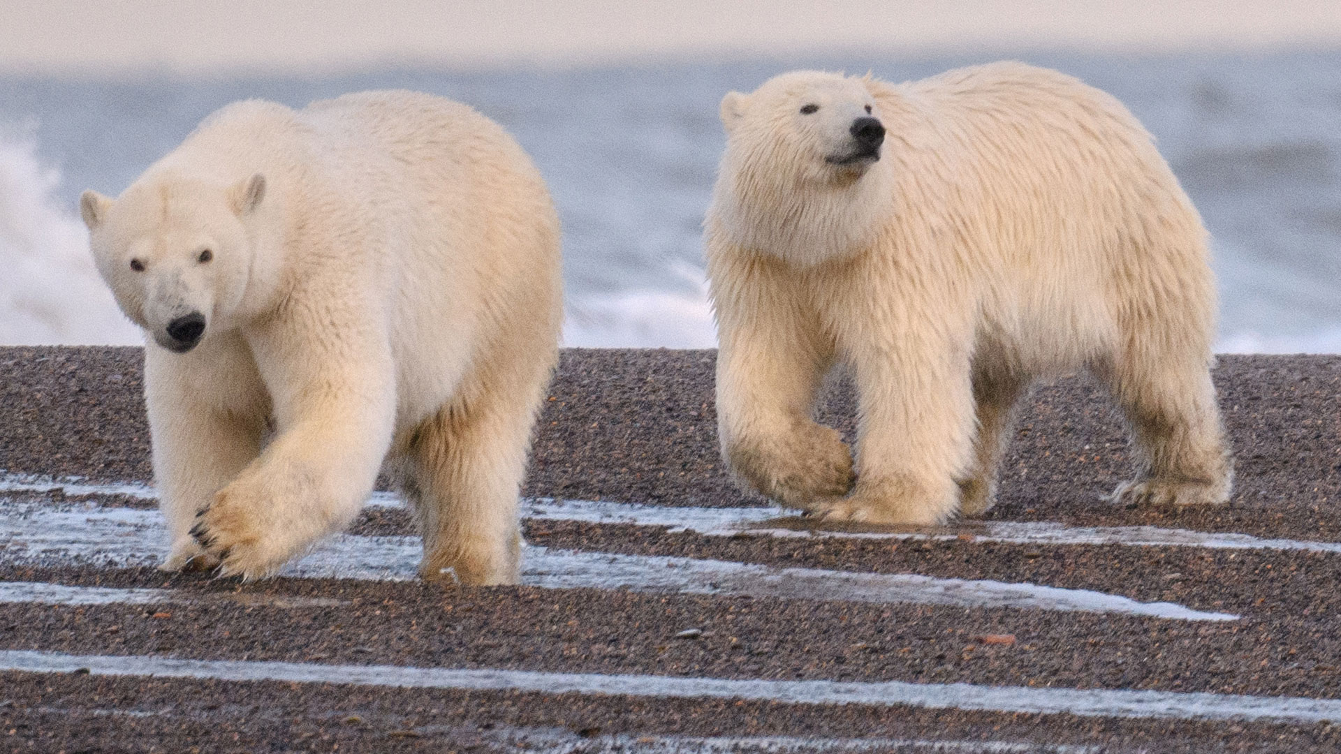 Radar technician mauled to death by 2 polar bears who ambushed him while trying to take their photo