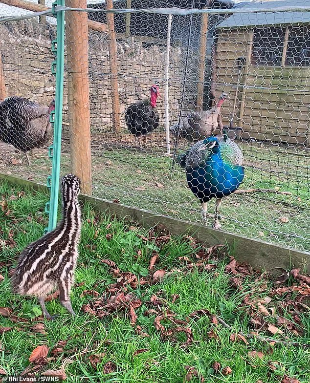 EJ, pictured as a youngster, shares her home with geese, turkeys and peacocks