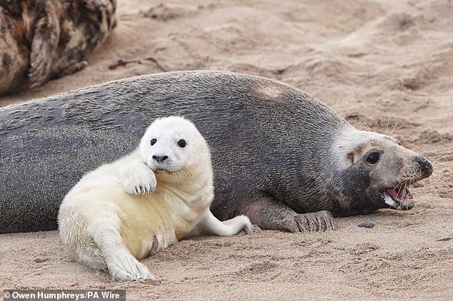 To help protect examiners from being attacked by the pups' protective mothers, they will instead fly a drone 75 metres above to collect data
