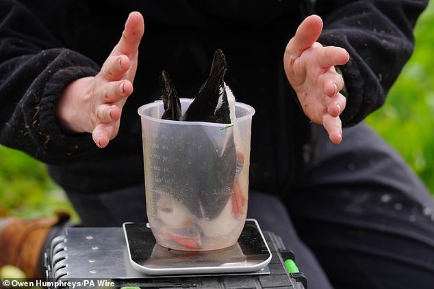 Webcams have been set up on the Farne Islands, so that more people can become seabird 'watchers'