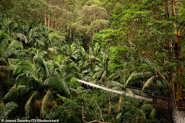 The iconic jungle bridge will see plenty of action over the coming weeks as contestants get their marching orders