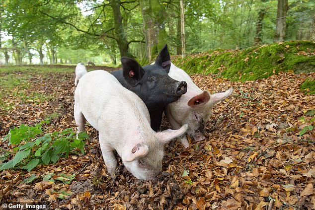 The over 600 pigs who roam freely in the New Forest National Park are being put at risk by visitors who 'pin the animals against hedges' and shove 'cameras within three inches of their snouts'