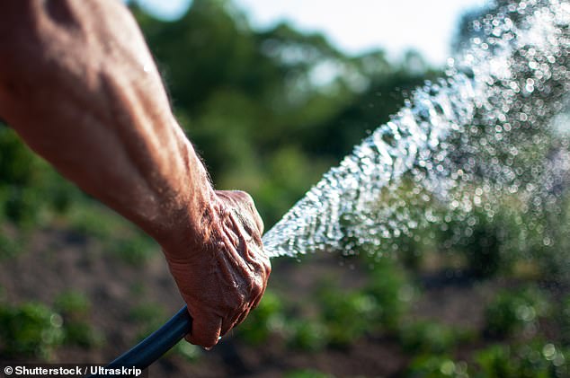 The Royal Horticultural Society (RHS) Gardening Report estimated that households in Britain use some 500 million litres per day on their gardens.