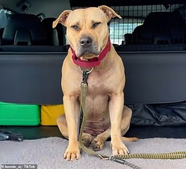 A search has been launched for a four-year-old dog called Bonnie (pictured) who was swept away after jumping into a raging river at Arrow Country Park in Redditch, Worcestershire