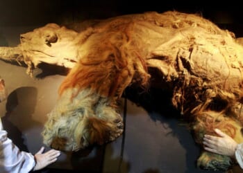 Woolly mammoths a step closer to ‘de-extinction’ after RNA from 39,000-year-old carcass trapped in permafrost is found