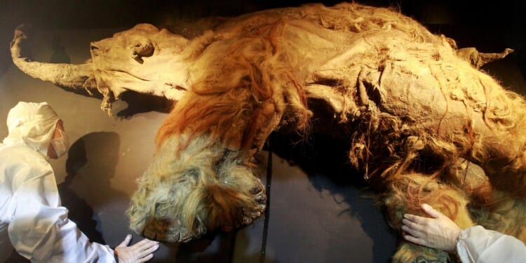Woolly mammoths a step closer to ‘de-extinction’ after RNA from 39,000-year-old carcass trapped in permafrost is found