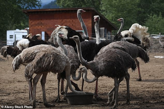 The condemned were ostriches ¿ with names like Lulu, Priscilla and Q-Tip and distinct personalities to match. And their demise last week on a remote farm in British Columbia brought to an end an extraordinary months-long standoff between the birds¿ defenders and federal officials