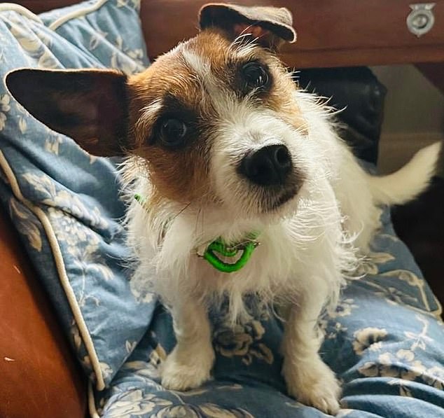 Maud, Tom's Jack Russel who was attacked in the park